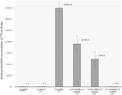 A Major QTL Located in Chromosome 8 of Cucurbita moschata Is Responsible for Resistance to Tomato Leaf Curl New Delhi Virus